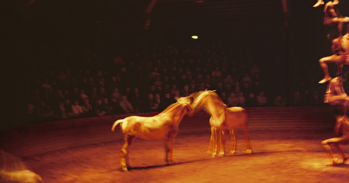 Pictures for Purpose en fotograaf Nan Goldin steunen dierenopvang Gaza met verkoop van foto’s