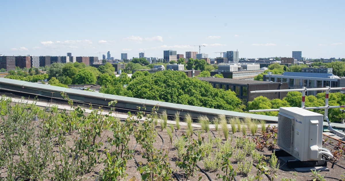 Nemo's Adembenemende Daktuin: Amsterdam's Hoogste Groene Oase Opent Haar Deuren!