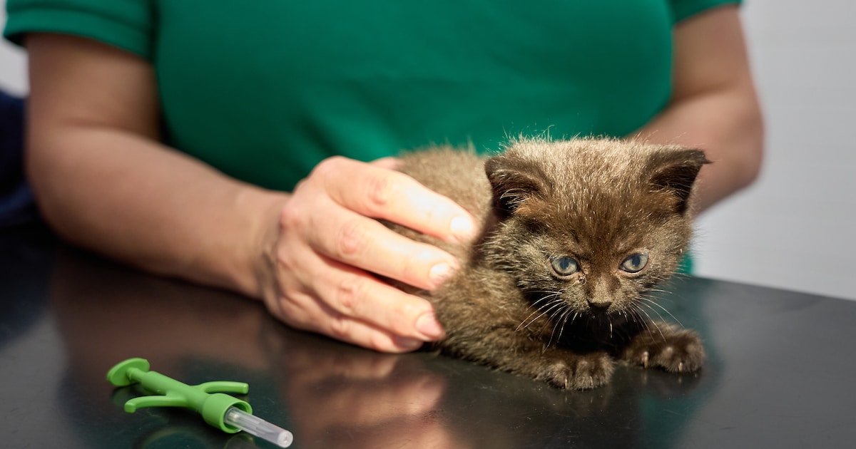 Amsterdamse katten kunnen in juni gratis worden gechipt, net als asielkitten Bram