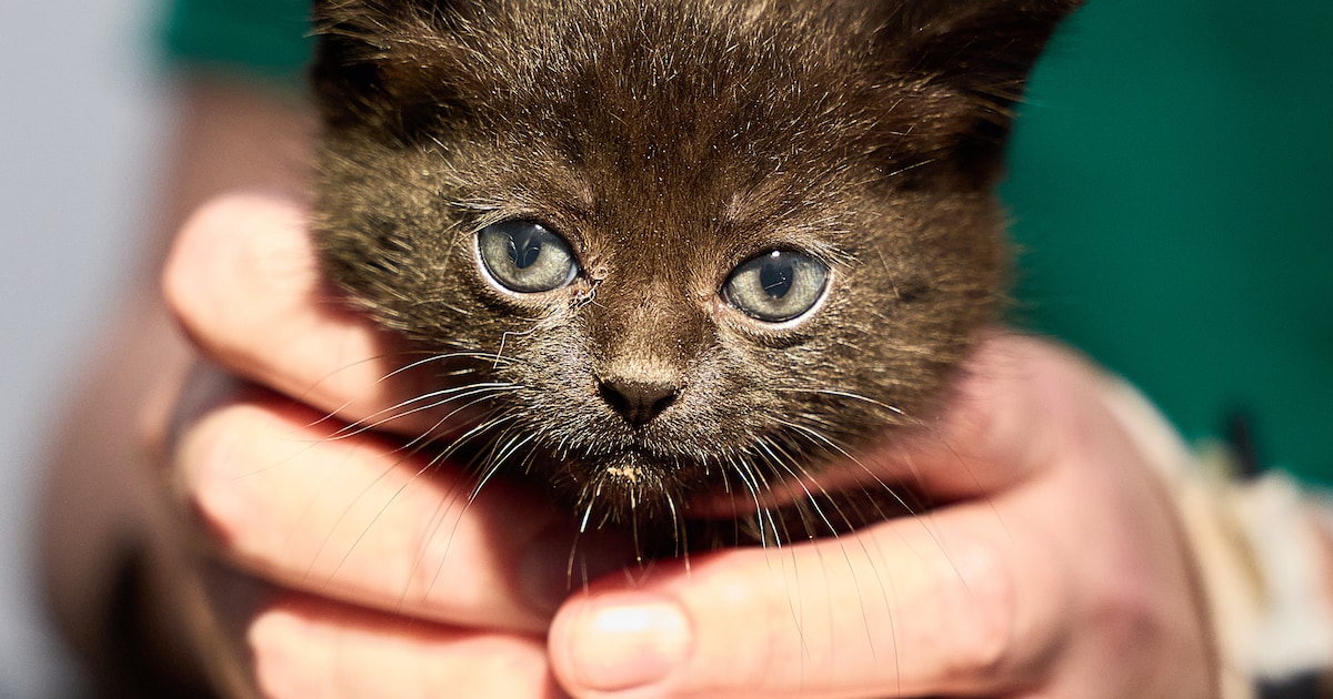 Kabinet wil dat (nieuwe) katten vanaf 2028 verplicht worden gechipt