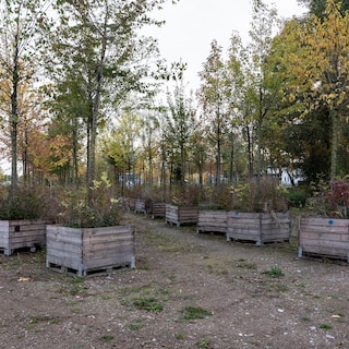 All 750 trees from the Op de Ring festival given permanent homes in Amsterdam
