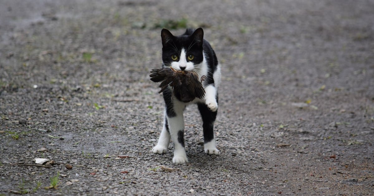 Huiskatten jagen op vogels en andere dieren: moeten ze aan banden worden gelegd? De rechter bepaalt