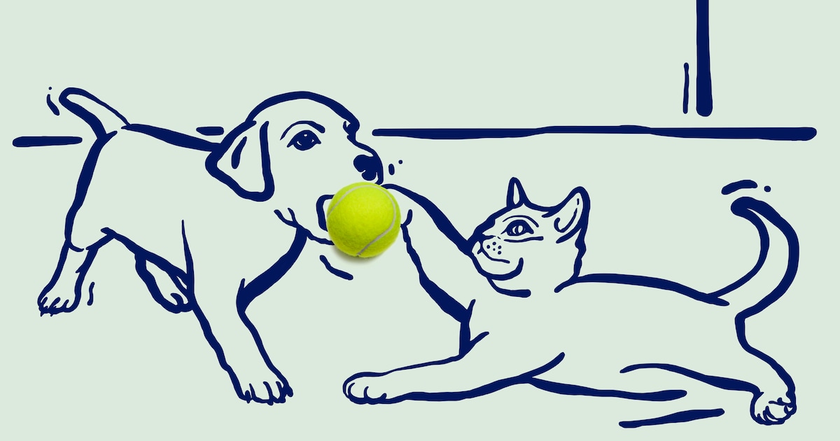 Zijn kattenmensen totaal anders dan hondenmensen? En heeft dat invloed op de verkiezingen?