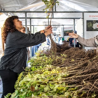 Amsterdam environmental organization De Gezonde Stad to shut down: Too difficult to secure funding