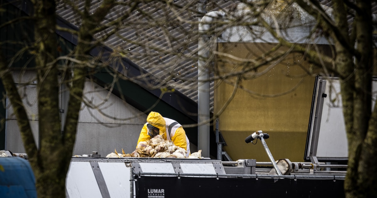 Nest jonge katten dood door vogelgriep: ‘Dit is niet het begin van iets groters, we zitten er al mid