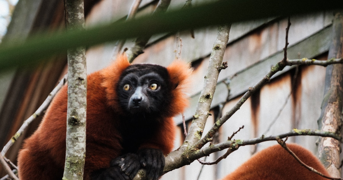 Oude leeuwenkuil in Artis krijgt nieuw leven: ‘De ringstaartmaki’s gingen meteen de schildpadden bek
