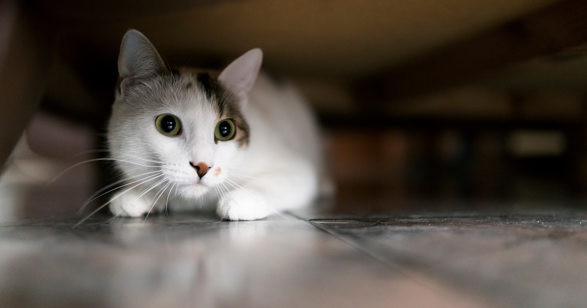 Hotels bij Schiphol zitten tijdens jaarwisseling vol met baasjes en hun huisdieren, op zoek naar vuu