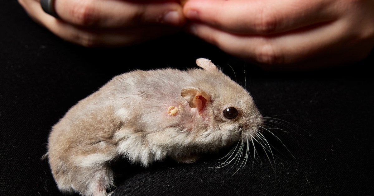 Bubi is ‘heel oud’ voor een Russische dwerghamster: ‘Toch word ik emotioneel bij het idee dat hij er