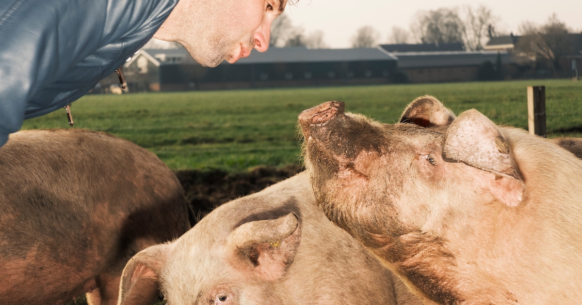Bij Amsterdamse stadsboer Dirk Koolen scharrelen de varkens vrij rond: ‘Zolang ze leven, doe ik also