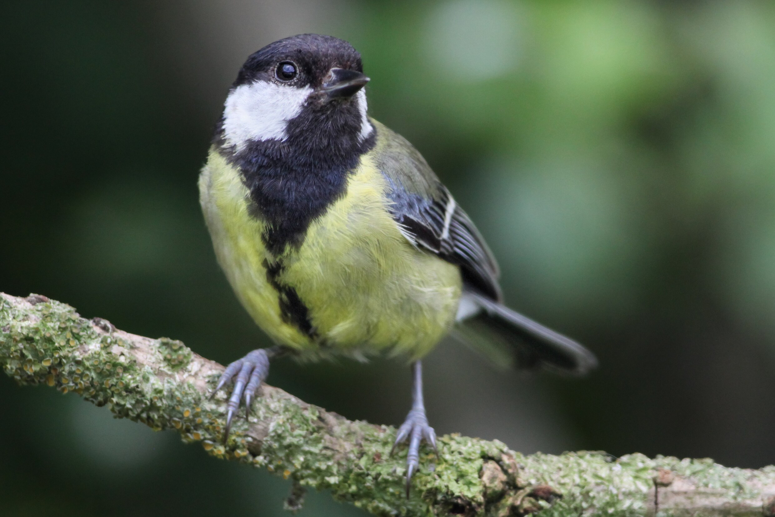 Meer dan 1,5 miljoen vogels geteld tijdens jaarlijkse tuinvogeltelling ...