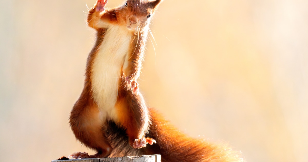 Nederlandse fotograaf maakt (echt) beeld van zwaaiende eekhoorn: ‘Ik ben voor gek verklaard door mij