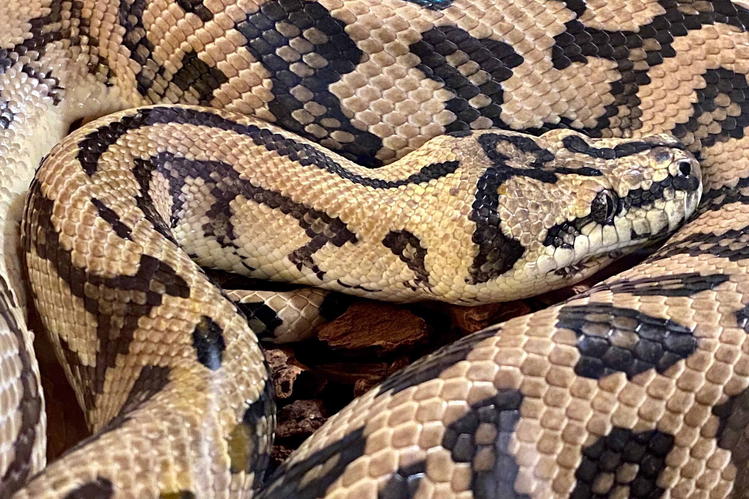 Dode en verminkte python gevonden naast vuilcontainer in Amsterdam ...