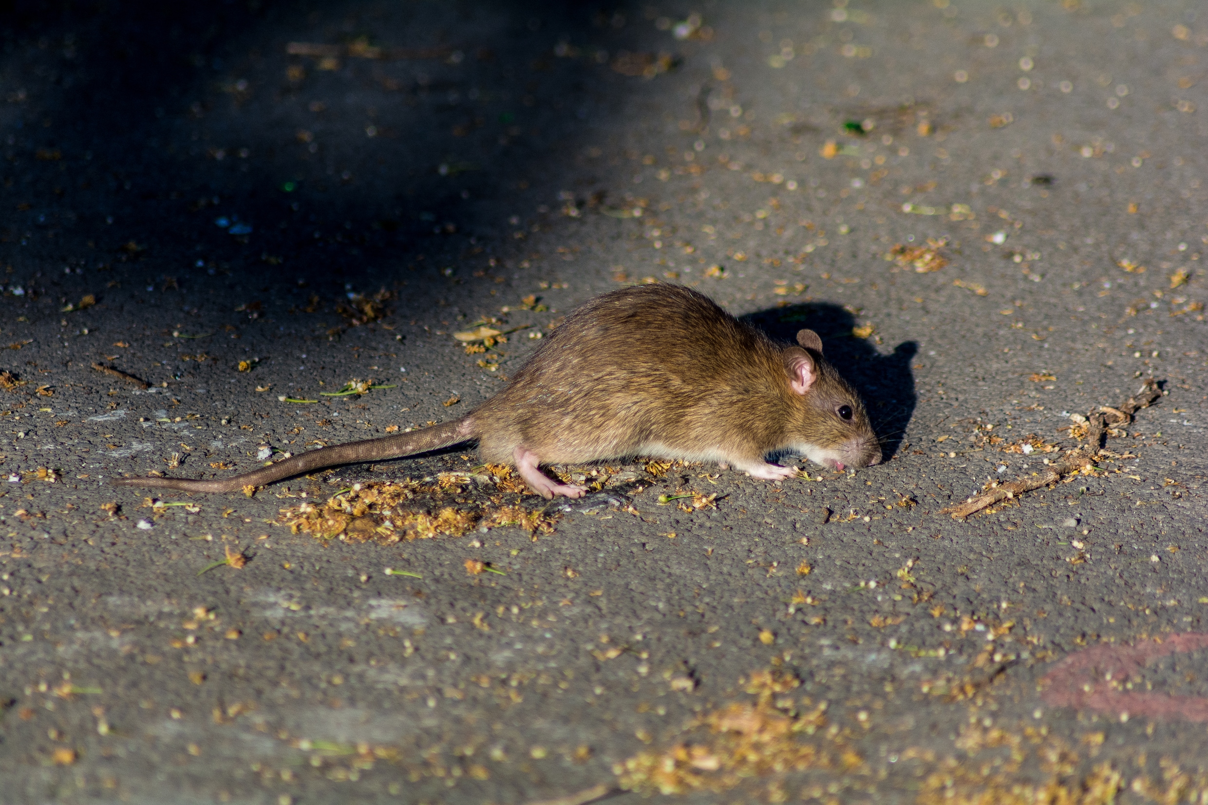 Restaurant in Amsterdam per direct gesloten om rattenplaag: ‘Ratten ...