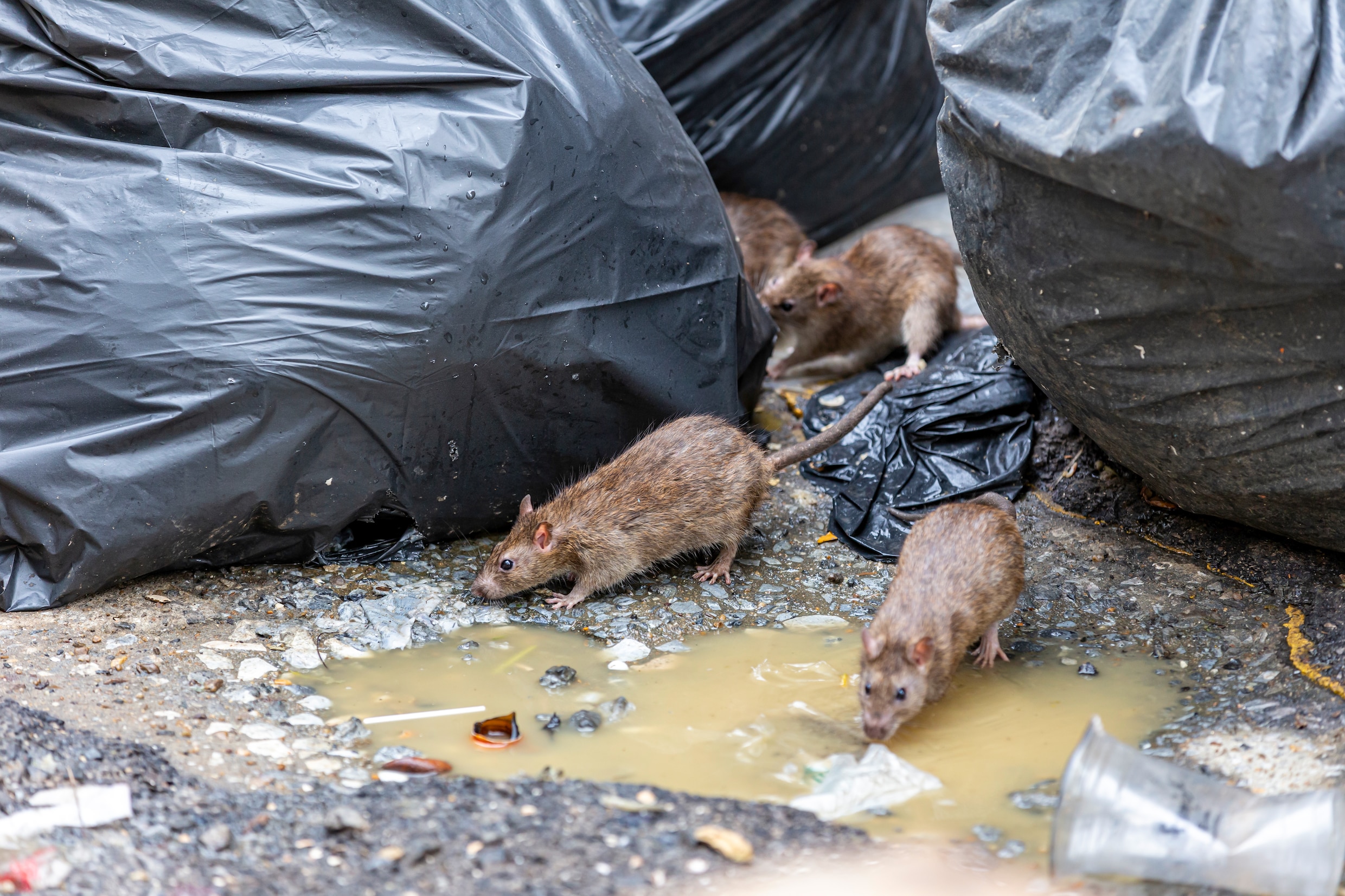 Closure of Amsterdam eatery due to rats is no exception: ‘Owners let ...