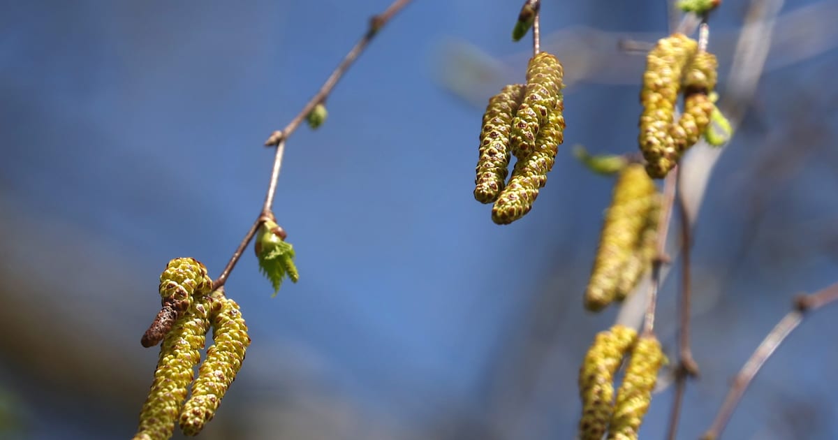 Zwaar hooikoortsjaar: de bomenkaart laat zien waar elke berk, es, beuk en hazelaar in Amsterdam staa