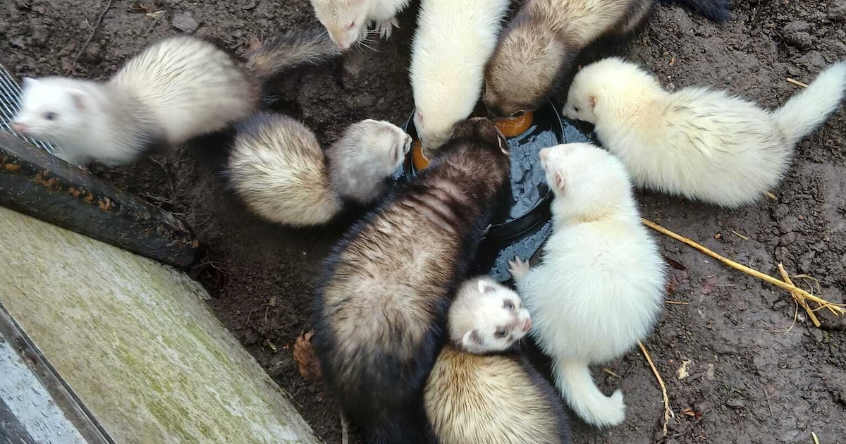 Nico (68) catches rats with his ferrets in Rotterdam, is that a ...