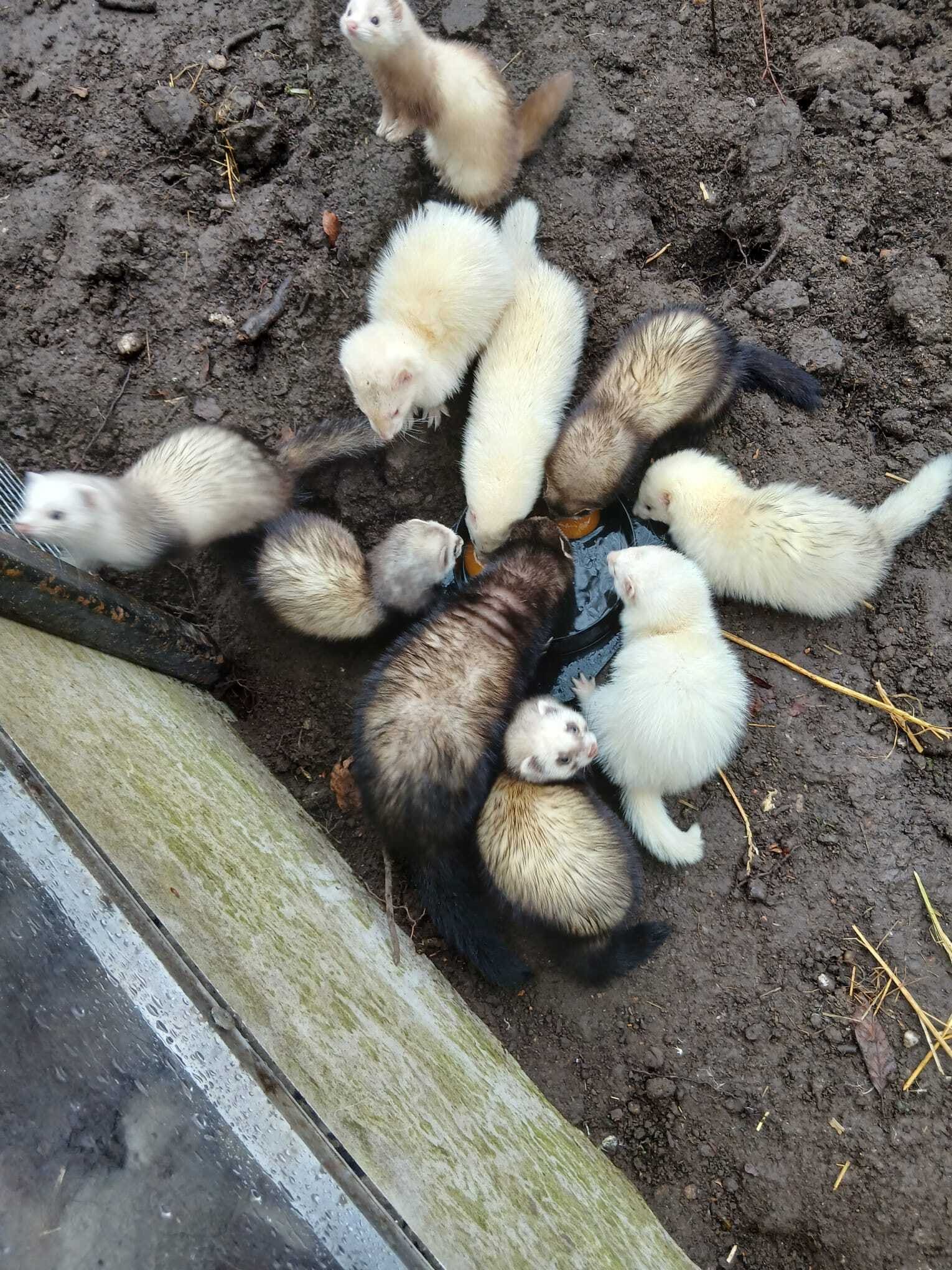 Nico (68) catches rats with his ferrets in Rotterdam, is that a ...