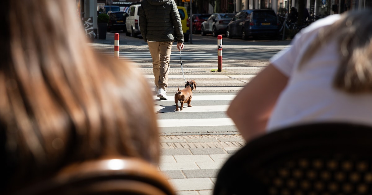 Waarom we zo graag op het terras zitten, elke dag weer: ‘Het lijkt alsof er in Amsterdam niemand wer