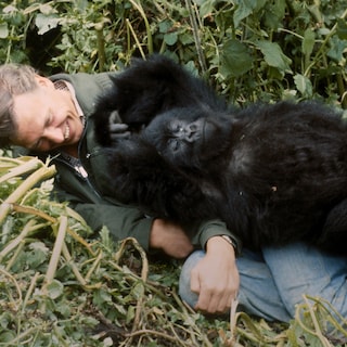 Review: Over the shoulder of a mighty silverback, we look into the jungle one last time with Sir David Attenborough