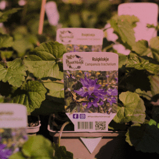 The Native Plant Shop in West sells bee-friendly plants instead of mass-produced ones