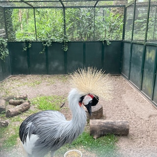 Crowned crane Bea mourned her partner lost on the A2 for weeks: ‘Where is my mate?’