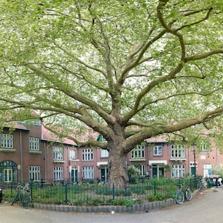 Parool readers’ favorite trees: ‘This tree brings a touch of Paris to Amsterdam’