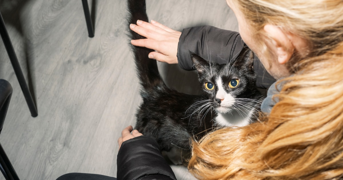 Een mishandeld huisdier duidt vaak op meer problemen thuis, ziet de Amsterdamse dierenpolitie: ‘Hoe 
