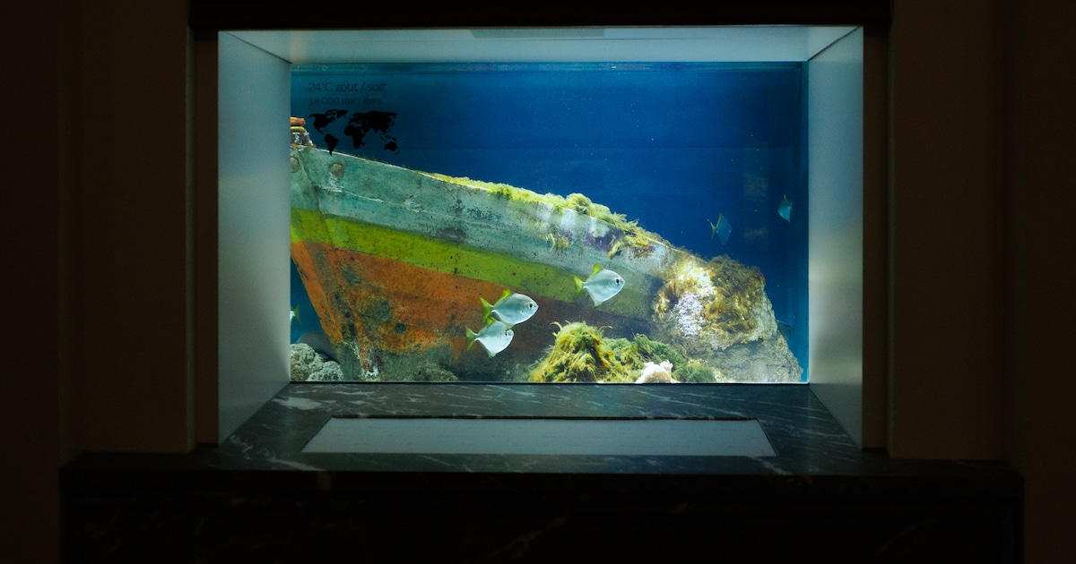 De gracht is gebleven, de luipaardhaai verdwenen: het aquarium van Artis gaat weer open