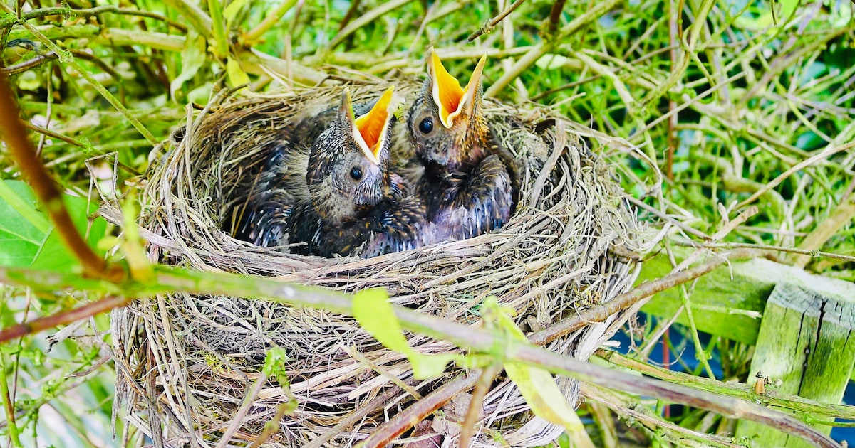 Dierenambulance krijgt aan de lopende band telefoontjes over jonge vogels in nood (die dat zelden ec