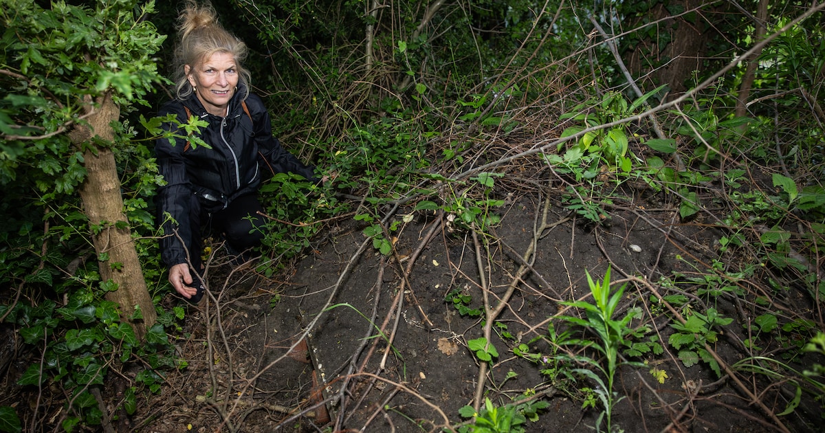 Tamara (57) is saving Amsterdam’s hedgehogs: ‘Often I can already hear them munching just minutes af