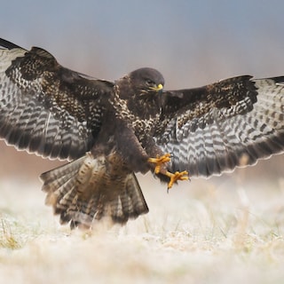 Aggressive bird sinks claws into Amsterdam woman's head three times: 'I don't think I'll ever be relaxed on my bike again'