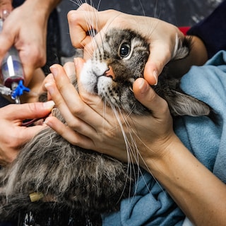 Kabinet in actie tegen hoge kosten bij de dierenarts: transparantere tarieven en verbod op prijsprikkels