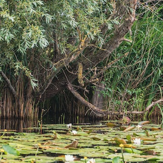 The beaver is welcome on the outskirts of Amsterdam: ‘There are interesting parallels with the wolf’