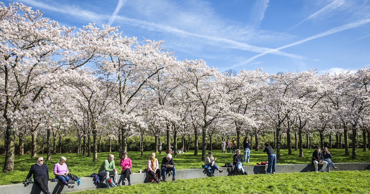 Keizer plant kersenboom in Amsterdamse Bos: ‘Voor Japanners is het een in cultureel en spiritueel op