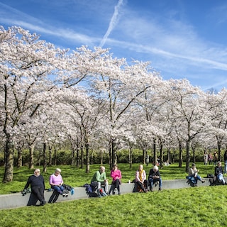 Emperor plants cherry tree in Amsterdam Forest: ‘For the Japanese, it is a culturally and spiritually important place’