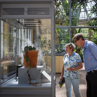 ‘Wonder plant’ back on display at the Hortus after 14 years: ‘It’s a living fossil’