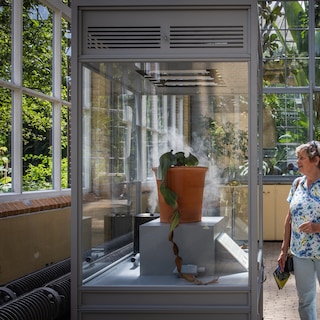 'Wonder plant' back on display at the Hortus after 14 years: 'It is a living fossil'