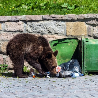 Oost-Europese landen willen jacht openen op bruine beer: Richt veel meer schade aan dan wolf