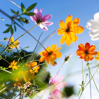 The best places for organic flowers and plants