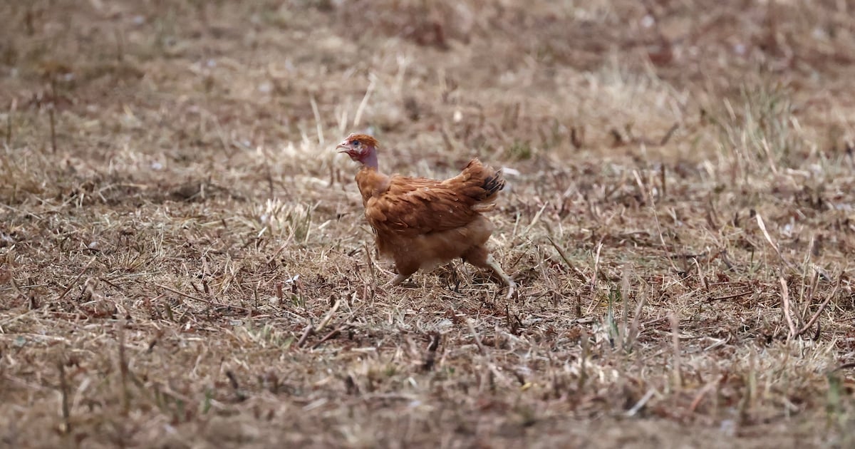 Extreme hittegolf in Frankrijk kost miljoenen dieren het leven: ‘Het was 41 graden, dan kun je niets