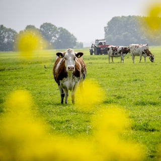 Dit is het stikstofplan van het kabinet: 2,6 koeien per hectare, 100 bufferzones en prijskaartje van 20 miljard