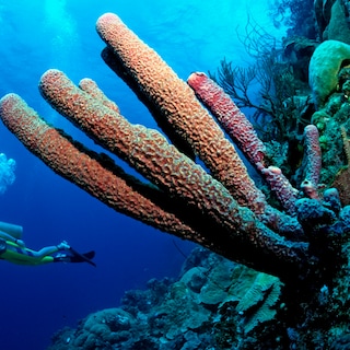 From tropical reefs to canals: the sea sponge is an important seabed dweller everywhere: We must treasure them