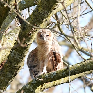 Tawny owls are on the rise in Amsterdam, which is bad news for rats (and good news for us)