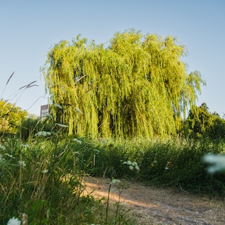 Amsterdam green space as a concert hall: ‘Listening to music next to a hedge is precisely the charm’