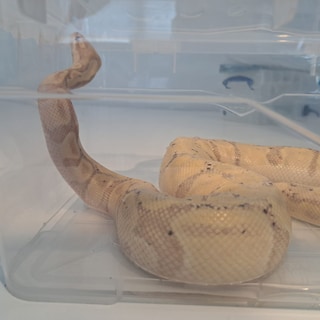 Canadian tourist stopped at Schiphol with python in her bra