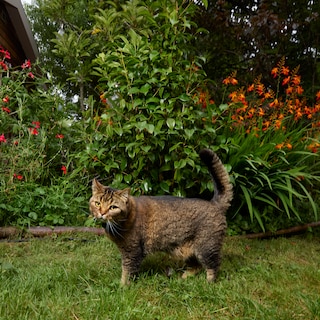 When Bounti is allowed into the garden park after winter, she jumps like a cow through the meadow