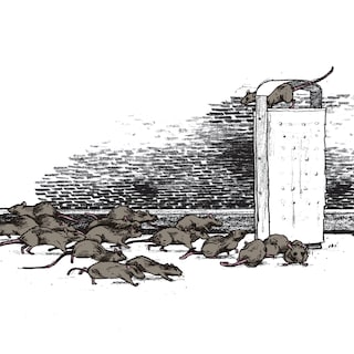 Scheldebuurt, parts of Noord – where rat nuisance is greatest in Amsterdam: ‘I see a few walking around every day’