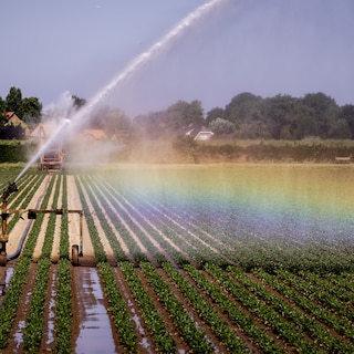Watering ban introduced across large part of Amsterdam, in rare step to combat drought