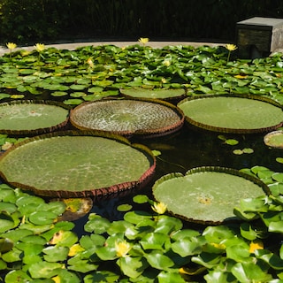 Hortus competes with other botanical gardens: how many kilos can a water lily support?