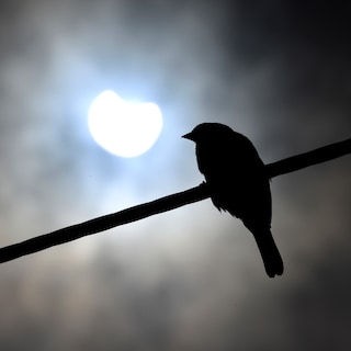How do animals react to a solar eclipse? It might be better to leave your dog at home